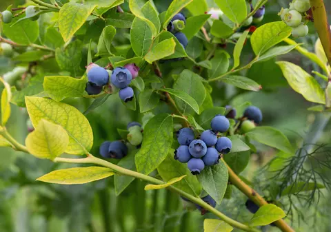 Top 3 alimente bogate în iod. De ce este bine să le consumăm!