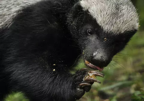 VIDEO | Un bursuc a fost scos cu jandarmii din pivnița unui teleormănean