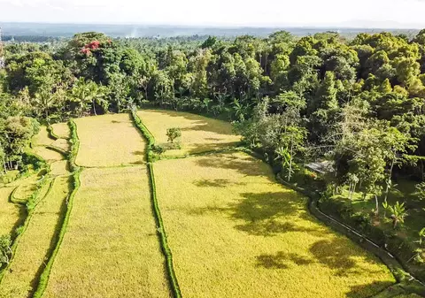 În 24 de ani, un bărbat a plantat singur 11.000 de copaci: „Lumea credea că e nebun, dar uitați-vă acum la rezultate”