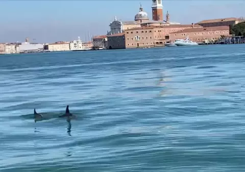 Doi delfini, surprinși în timp ce înotau în Canal Grande din Veneţia