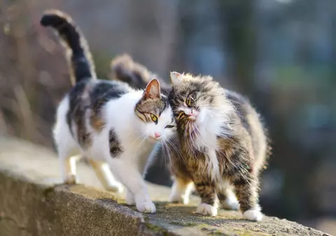 Germania: Trei persoane, salvate de la incendiu de pisici