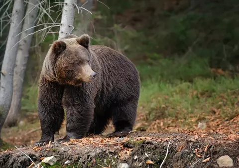 Hargita megye: Medve támadt egy férfira Énlakán