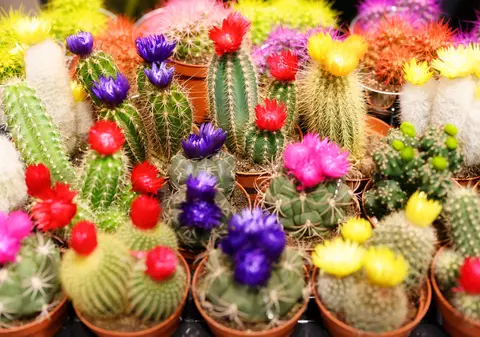 Cactuși - sfaturi pentru îngrijire, specii și curiozități. Când înfloresc cactușii