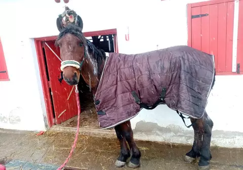 Un bărbat din Ilfov a fost internat la Psihiatrie, după ce și-a înhămat calul la căruță și i-a dat foc