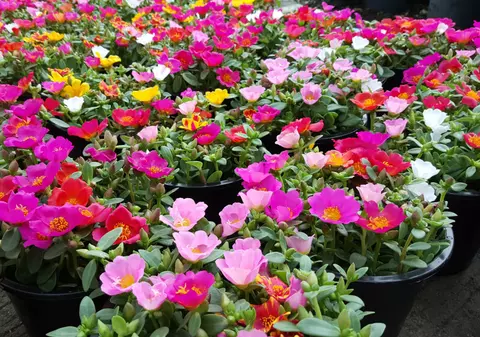 Flori de piatră (portulaca) - plantare și îngrijire. Cum să le cultivi în grădină și în ghiveci