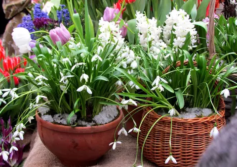 (Publicitate) Natura mai aproape de tine - flori în ghivece și plante decorative pe care le alegi pentru casa ta