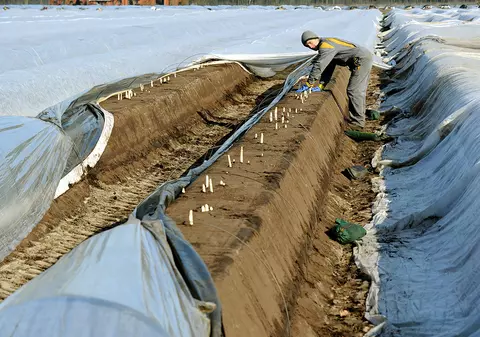 Cum îi așteaptă fermierii germani pe muncitorii români: „Avem nevoie de lucrători cu experiență și îi tratăm corespunzător, pentru că vrem să îi păstrăm”