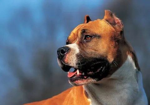 Bărbat din Galați, condamnat la un an de închisoare cu executare pentru uciderea unui câine