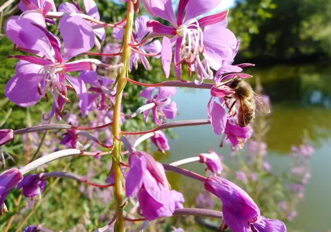 Studiu: Polenul din aer contribuie la creşterea ratei de infectare cu COVID-19