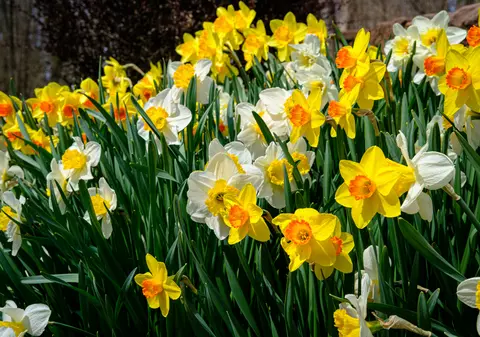 Narcise - plantare și curiozități. Lucruri mai puțin știute despre narcise