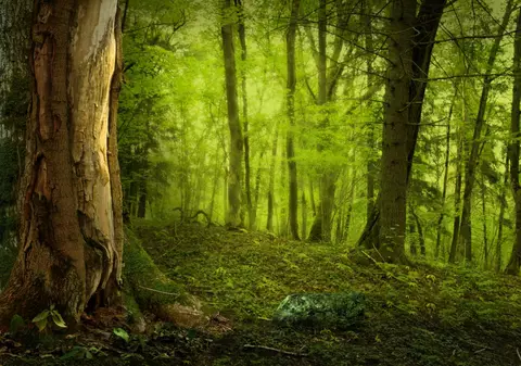 Izolat de bunăvoie: cazul neobișnuit al omului care a trăit singur în pădure timp de 27 de ani. „Dorințele mele au dispărut. Nu mai tânjeam după nimic”