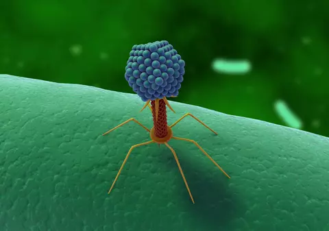 Peste 70.000 de virusuri sunt în microbiomul din intestinul uman. Efectele asupra organismului, necunoscute