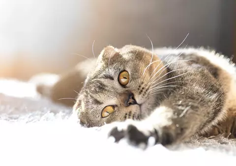 Noua tulpină britanică, depistată la o pisică din Italia. Este primul caz de acest fel