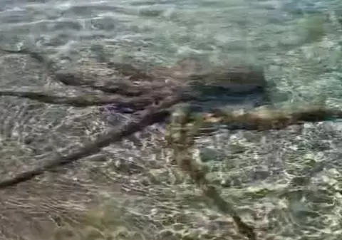 Un bărbat susține că a fost atacat de „cea mai furioasă caracatiţă” pe o plajă. Înregistrarea a devenit virală