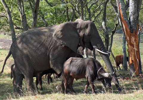 Zimbabwe permite vânătoarea a 500 de elefanți pe cale de dispariție după ce turismul a scăzut din cauza pandemiei