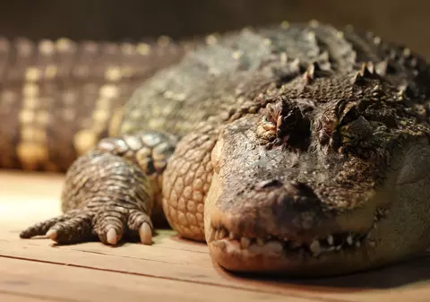 Ce s-a descoperit în stomacul unui aligator de 445 de kilograme. „Cu siguranță, i-a mâncat”
