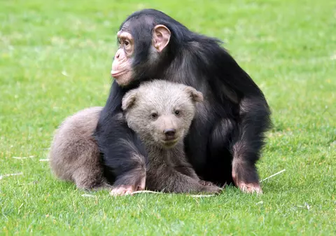 Imagini adorabile. Pui de urs adoptat de un cimpanzeu, la grădina zoologică din Gaziantep