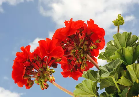 Mușcate - plantare și îngrijire. Cum să ai flori tot anul