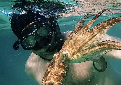 Documentarul Octopus a câștigat premiul BAFTA și are prima șansă la Oscar