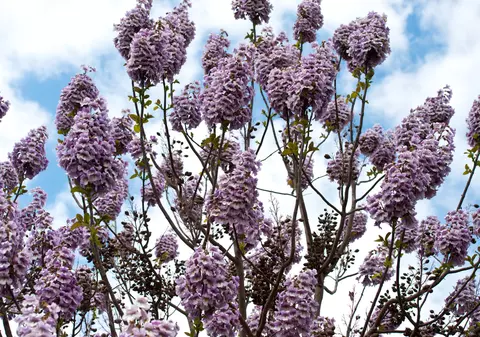 Paulownia - plantare și îngrijire. Curiozități despre copacul minune