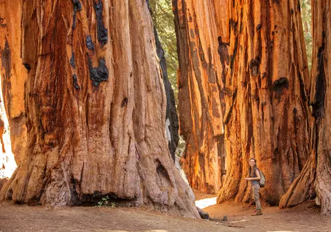 Sequoia - cum se plantează arborele gigantic și unde îl găsim în România