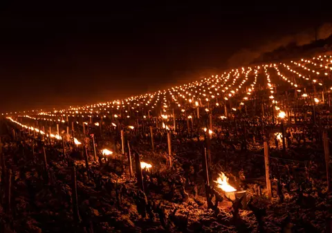 Bilanțul înghețului de aprilie în Franța: o treime din producția de vin, pierdută. „O catastrofă agricolă”