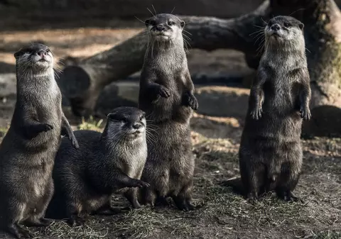 Mai multe vidre de la un acvariu din Georgia s-au infectat cu COVID