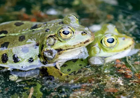 Un drum aglomerat din Estonia, închis în aprilie, pentru ca broaştele să-l traverseze spre zonele de reproducere