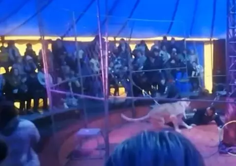 Imagini șocante: un dresor rus e atacat de leu, în arenă, în timpul spectacolului