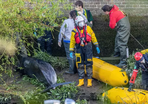 O balenă blocată în râul Tamisa a fost inițial eliberată, apoi eutanasiată