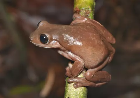 „Broasca de ciocolată”, o nouă specie descoperită în Noua Guinee