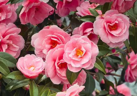 Camelii - plantare și îngrijire. Curiozități despre trandafirul japonez