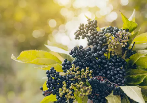 Fructe de soc - ce beneficii au și când se culeg. Rețete cu fructe de soc