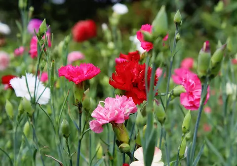 Garoafe - plantare, îngrijire și semnificație. Curiozități despre garoafe