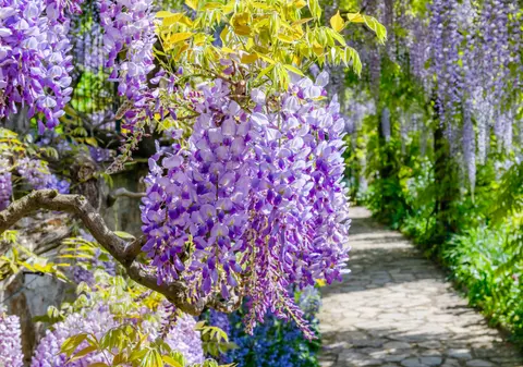 Glicina - plantare și îngrijire. Cum să te bucuri din plin de florile sale