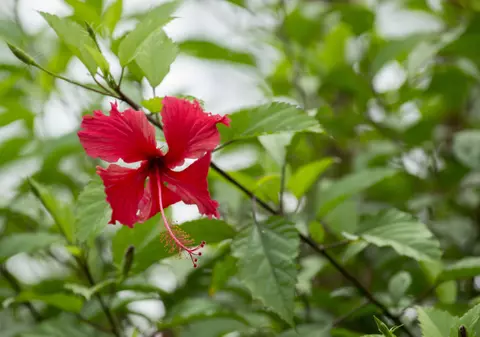 Hibiscus - plantare și îngrijire. Curiozități despre floarea de hibiscus