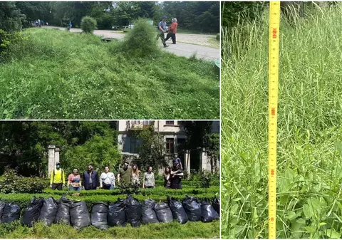 Jungla Cișmigiu unde buruienile au peste un metru înălțime. Dacă Primăria Capitalei nu face nimic, voluntarii intervin