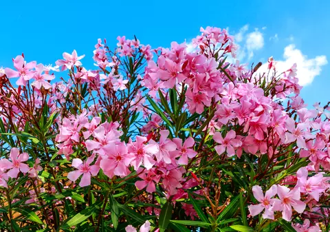 Leandru - plantare, îngrijire și lucruri mai puțin știute despre această plantă