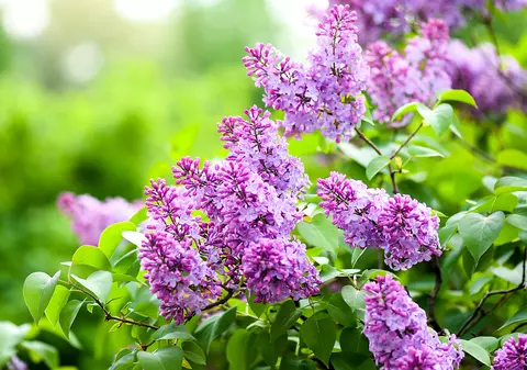 Liliac - plantare, îngrijire și semnificație. Lucruri mai puțin știute despre liliac