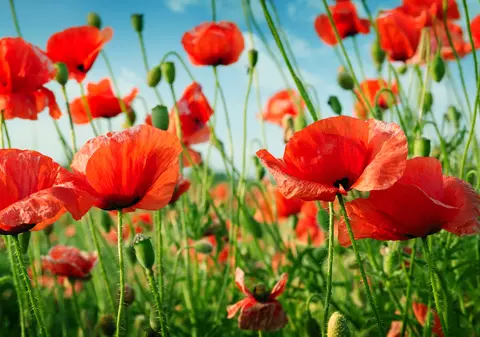 Maci - plantare și îngrijire. Cum să reziste înfloriți mai mult timp