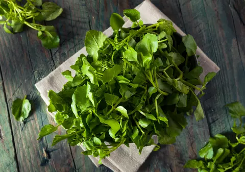 Nasturei - plantare și îngriire. Cum poți folosi această plantă