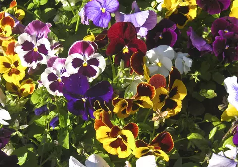 Panseluțe - plantare și îngriire. Cum să te bucuri de ele în grădină sau în ghiveci