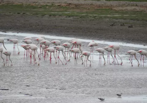 Imagini spectaculoase. Peste 100 de păsări flamingo  observate în Delta Dunării
