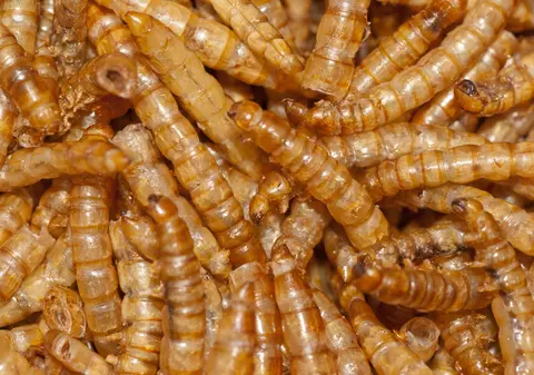 Proiect ANPC. Reguli pentru comercianții ce vând produse alimentare ce conțin insecte