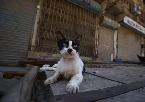 1.000 de pisici au fost eliberate pe străzile din Chicago, pentru a rezolva problema șobolanilor