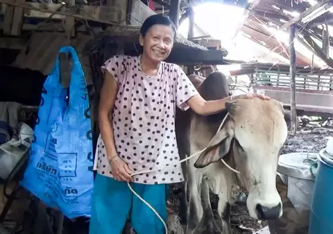 În Thailanda, oamenii care se vaccinează pot câștiga o vacă la tombolă