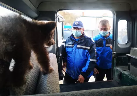 Doi pui de urs răniți, salvați de jandarmii din județul Argeș