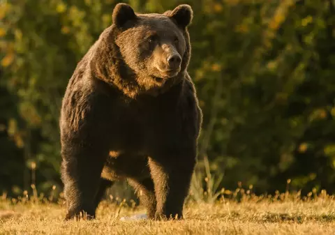 În umbra marelui Arthur. Despre emoțiile care ne mișcă în aceste zile la împușcarea unui urs