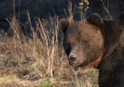 Bărbat din Harghita, în stare gravă după ce a fost atacat de urs