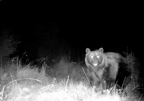 Filmare de anul trecut cu un urs mare, pe fondul de vânătoare Ojdula: „Să sperăm că nu este Arthur”